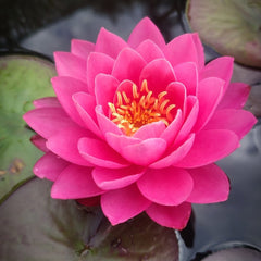 Collection image for: Water Lily