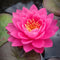 Water Lily