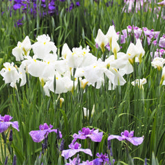 Collection image for: Marginal Pond plants