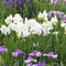 Marginal Pond plants