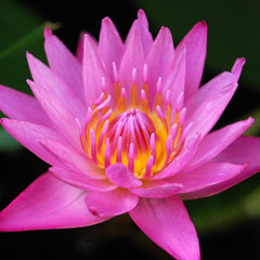 Collection image for: Pond Plants
