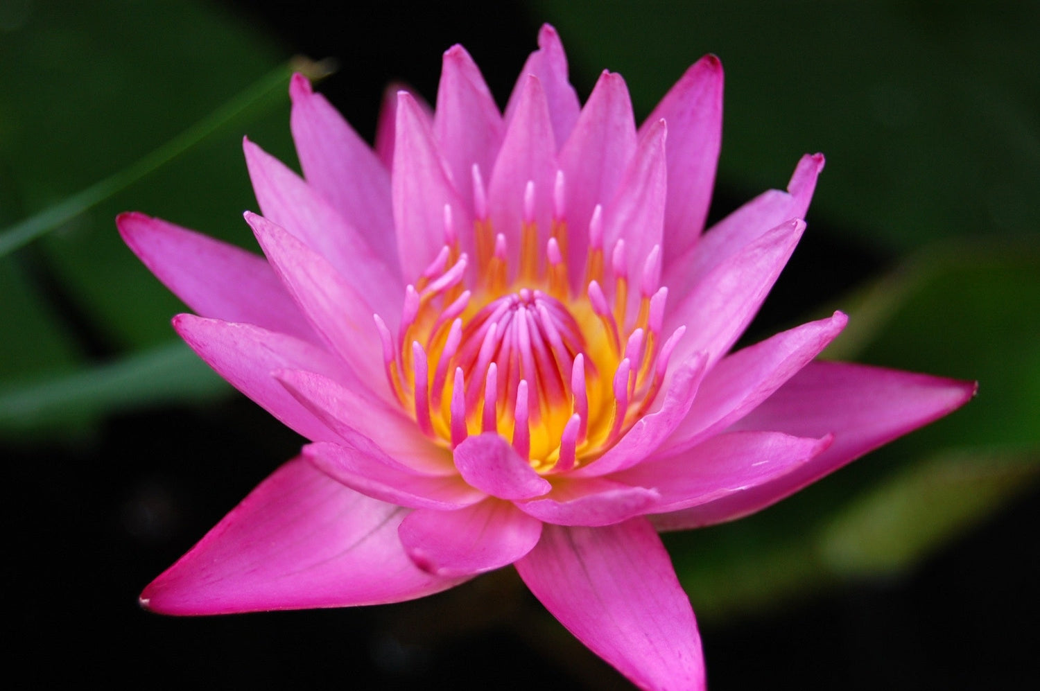 Pond Plants