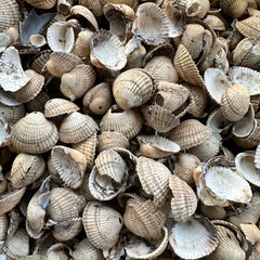 Whole Shells - Grit & Grow