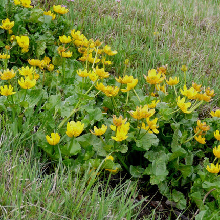 Caltha palustris polypetala