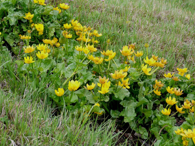 Caltha palustris polypetala