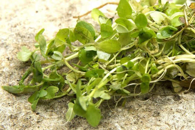 Callitriche stagnalis
