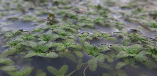 Callitriche stagnalis