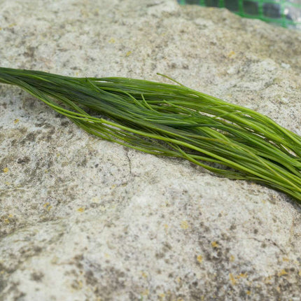 Ranunculus aquatilis - 1 - 50 Bunch / Oxygenating Pond Water Plants - OX022