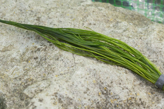 Ranunculus aquatilis - 1 - 50 Bunch / Oxygenating Pond Water Plants - OX022