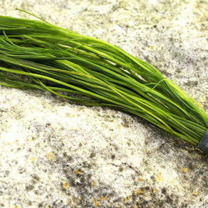 Ranunculus aquatilis - 1 - 50 Bunch / Oxygenating Pond Water Plants - OX022