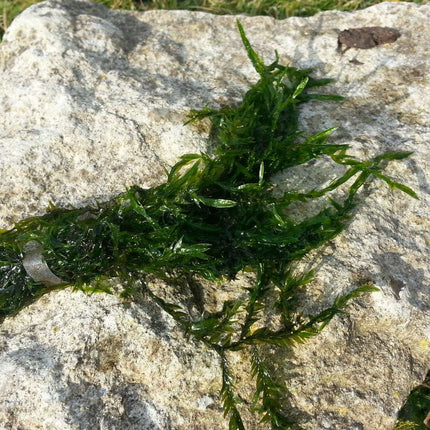 Fontinalis (Willow Moss) - 1 - 50 Bunches / Oxygenating Pond Water Plants - Weighted - OX007