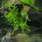 1 Bunch