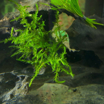 Fontinalis (Willow Moss) - 1 - 50 Bunches / Oxygenating Pond Water Plants - Weighted - OX007