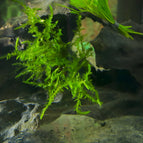 1 Bunch