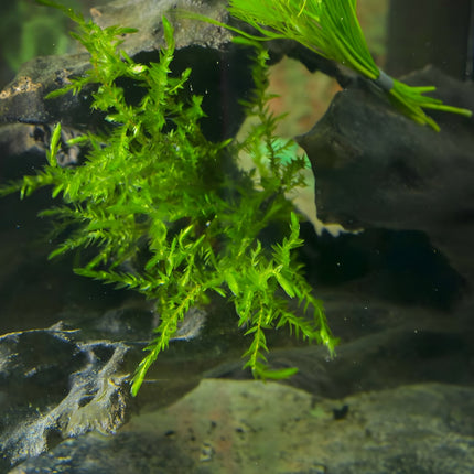 Fontinalis (Willow Moss) - 1 - 50 Bunches / Oxygenating Pond Water Plants - Weighted - OX007