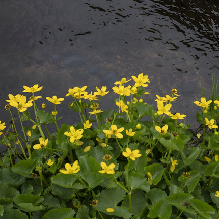 Caltha palustris