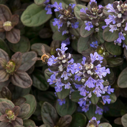 Ajuga reptans 'Chocolate'