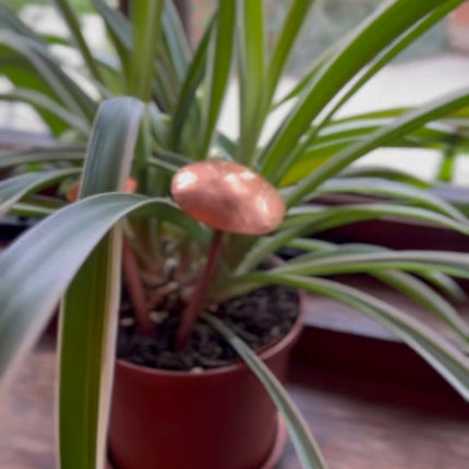 3 Copper Mushrooms