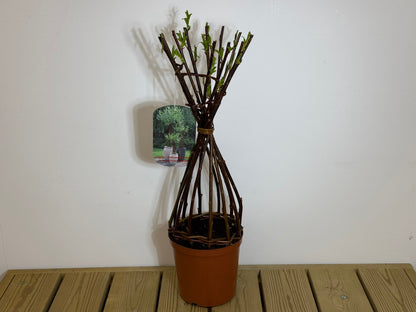 Salix Hybrid Americana Living Braided Willow Tree Sculpture 50cm, 15cm pot (50-04)