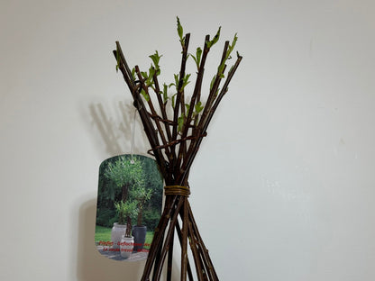 Salix Hybrid Americana Living Braided Willow Tree Sculpture 50cm, 15cm pot (50-04)