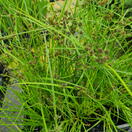 Cyperus alternifolius fuscus