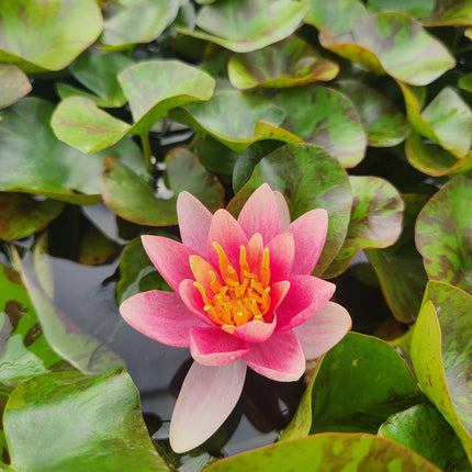 Nymphaea 'Doll House'