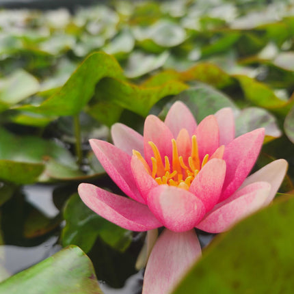 Nymphaea 'Doll House'