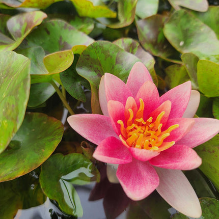 Nymphaea 'Doll House'