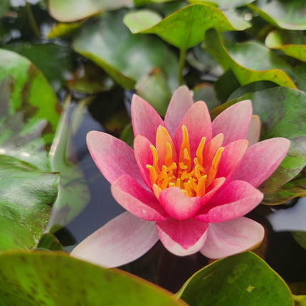 Nymphaea 'Doll House'