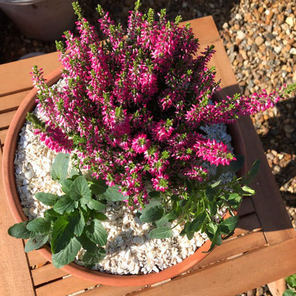 Crushed Sea Shells 2kg pink plant pot - Grit & Grow