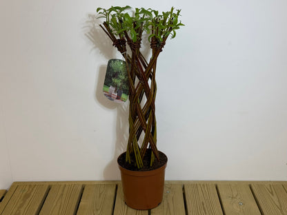 Salix Hybrid Americana Living Braided Willow Tree Sculpture 50cm, 15cm pot (50-07)