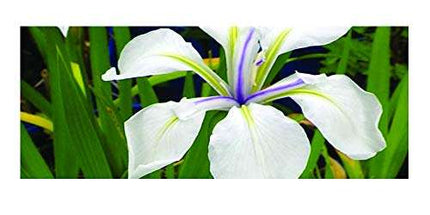 Iris laevigata 'Snowdrift'
