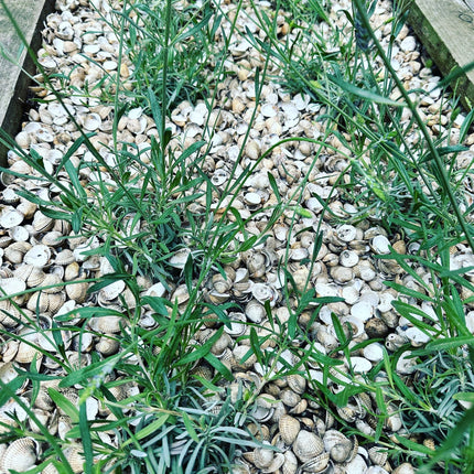 Whole Cockle Shells 5kg - plant topper outdoors - Grit & Grow