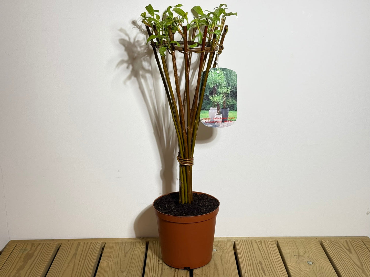 Salix Hybrid Americana Living Braided Willow Tree Sculpture 50cm, 15cm pot (50-06)