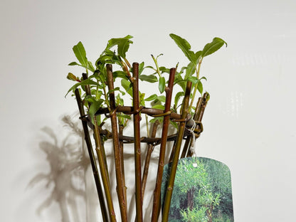 Salix Hybrid Americana Living Braided Willow Tree Sculpture 50cm, 15cm pot (50-06)
