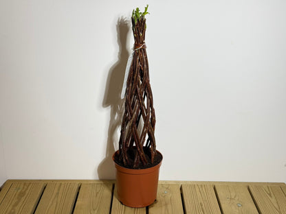 Salix Hybrid Americana Living Braided Willow Tree Sculpture 50cm, 15cm pot (50-02)