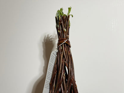 Salix Hybrid Americana Living Braided Willow Tree Sculpture 50cm, 15cm pot (50-02)