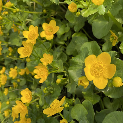 Caltha palustris