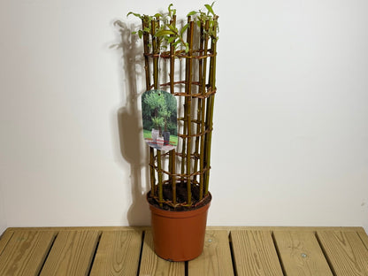 Salix Hybrid Americana Living Braided Willow Tree Sculpture 50cm, 15cm pot (50-09)
