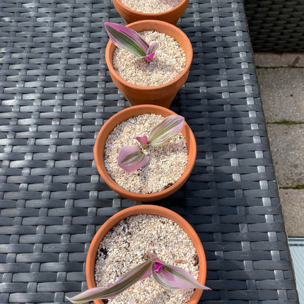 Fine Crushed Sea Shells 4 plant pot toppers - Grit & Grow