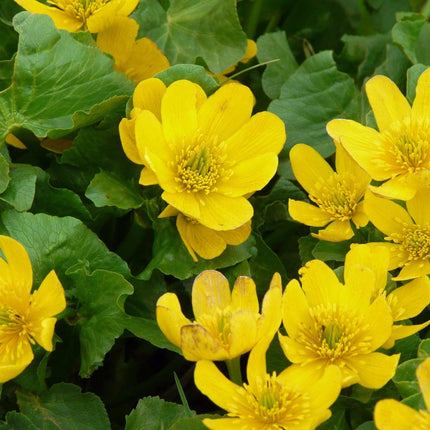 Caltha palustris polypetala
