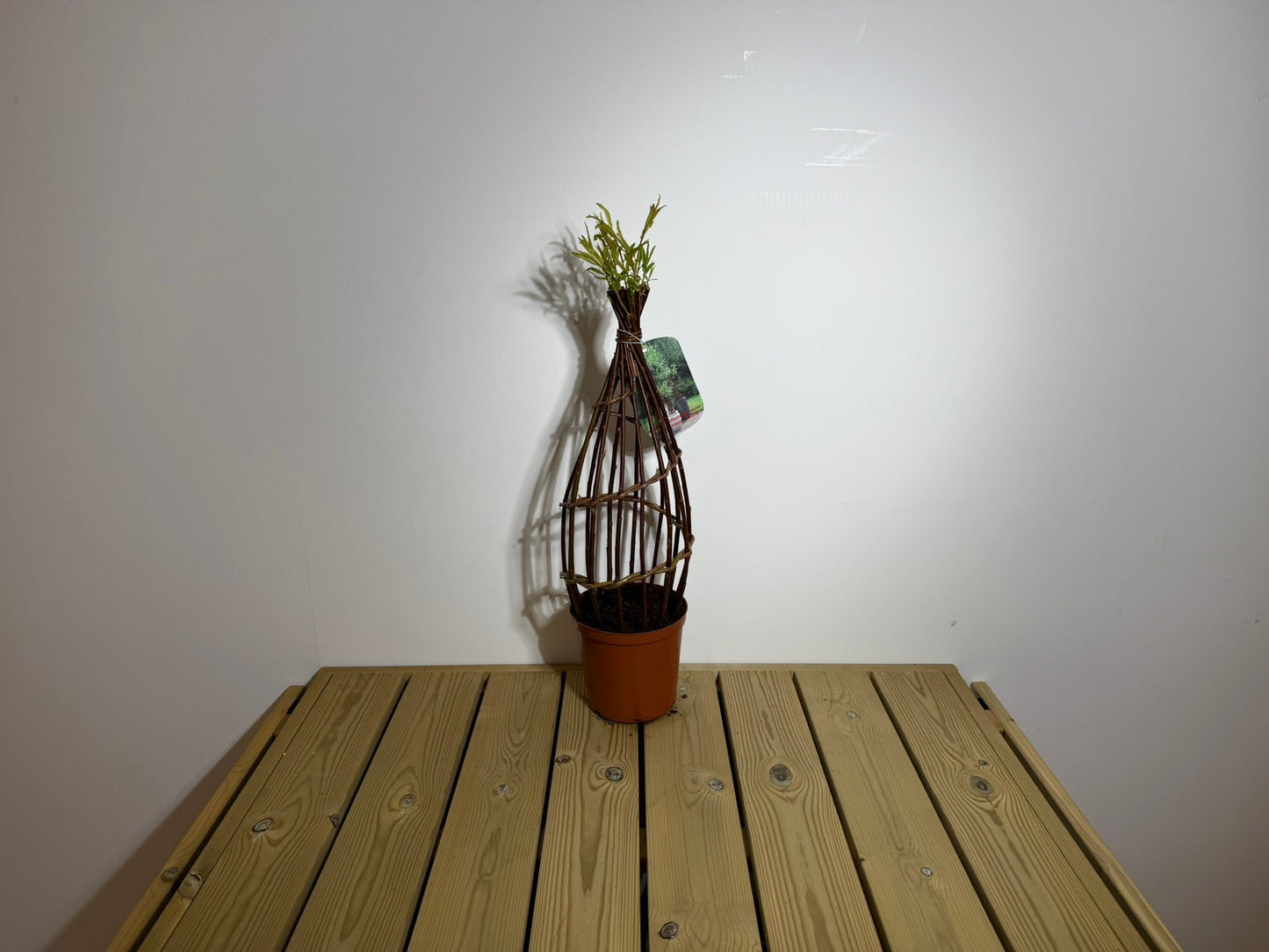 Salix Hybrid Americana Living Braided Willow Tree Sculpture 50cm, 15cm pot (50-08)