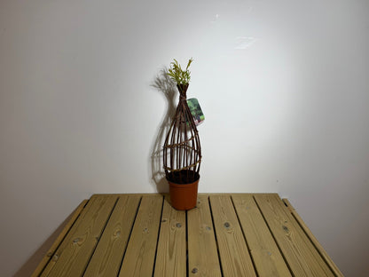 Salix Hybrid Americana Living Braided Willow Tree Sculpture 50cm, 15cm pot (50-08)