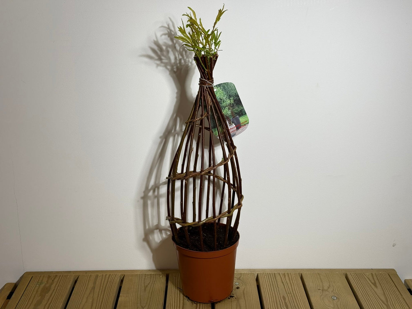Salix Hybrid Americana Living Braided Willow Tree Sculpture 50cm, 15cm pot (50-08)