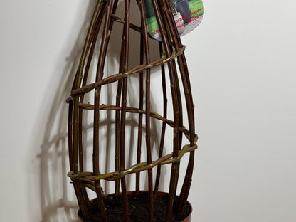 Salix Hybrid Americana Living Braided Willow Tree Sculpture 50cm, 15cm pot (50-08)