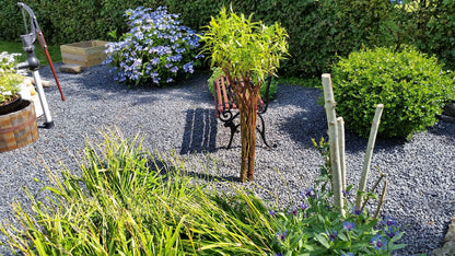 Salix Hybrid Americana Living Braided Willow Tree Sculpture 50cm, 15cm pot (50-06)