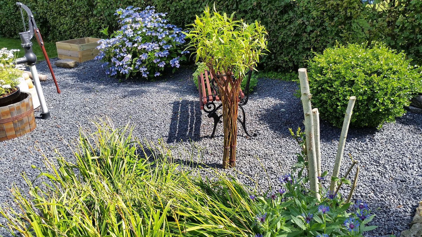 Salix Hybrid Americana Living Braided Willow Tree Sculpture 50cm, 15cm pot (50-04)