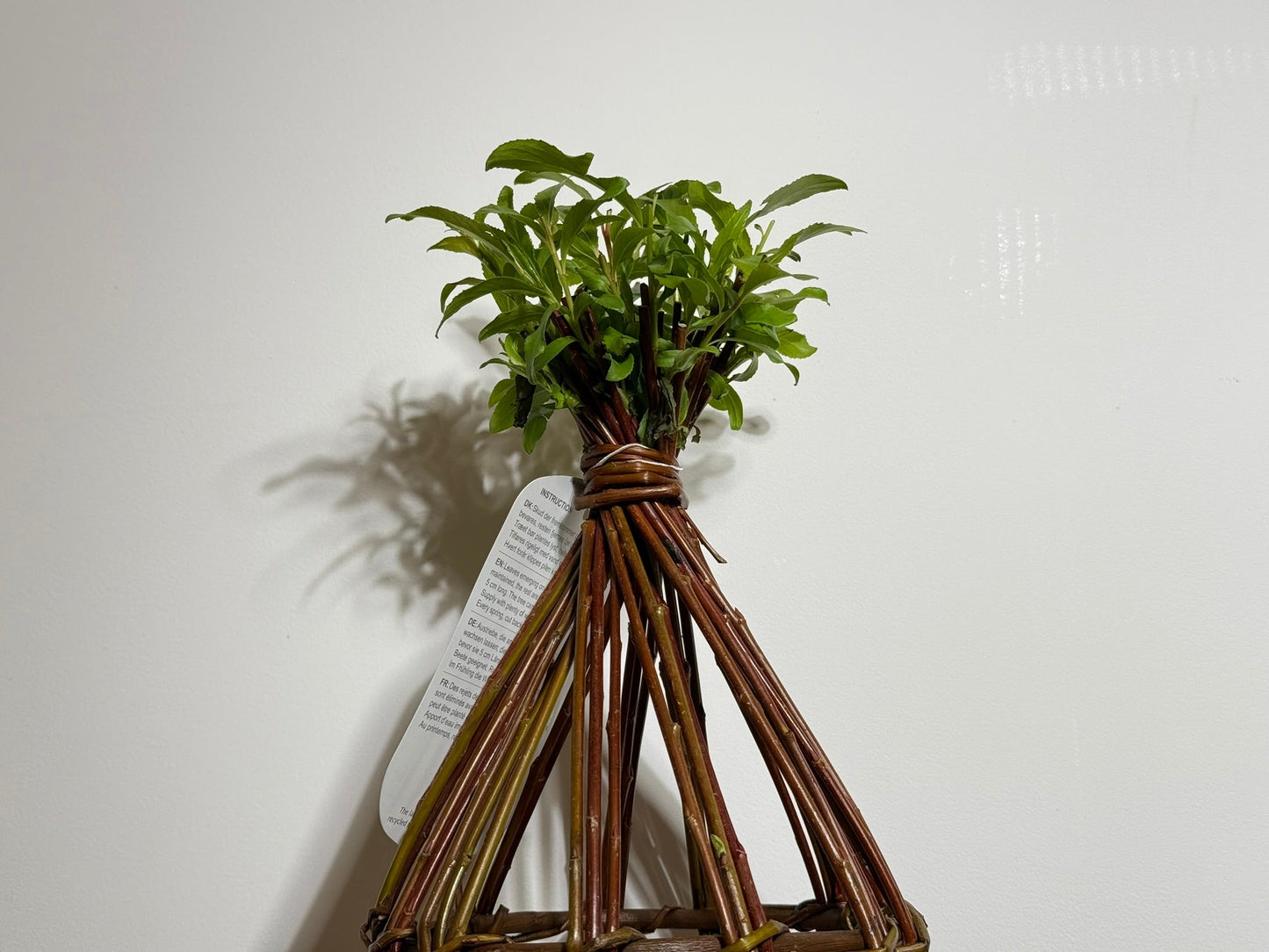Salix Hybrid Americana Living Braided Willow Tree Sculpture 50cm, 15cm pot (50-01)