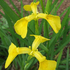 1 / 7cm Bareroot