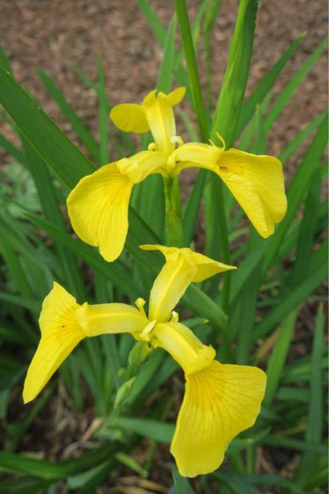 Iris pseudata 'Kimboshi'